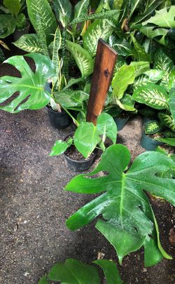 Split leaf plant in 2 gallon pot