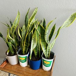 Plants For Sale 15 Each 