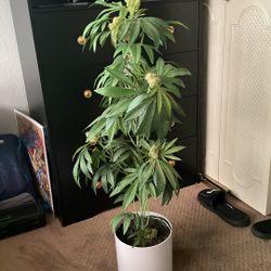 “Large Pot Plant Decor (Artificial) w/ White Pot”