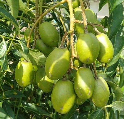 June Plum Dwarf Ambarella Tahitian Apple Makok Farang Trai Coc Kedondong Ambar 3gallon