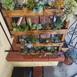 Succulent Pallet 