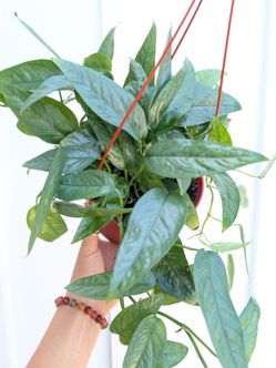 Pothos Cebu Blue Plant 6" Pot - Indoor House Plants