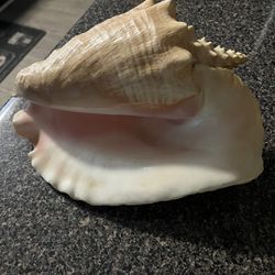 Seashell