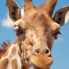 Giraffee