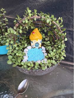 Planta jade