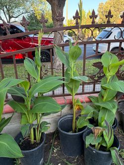 Yellow and red canna lilies