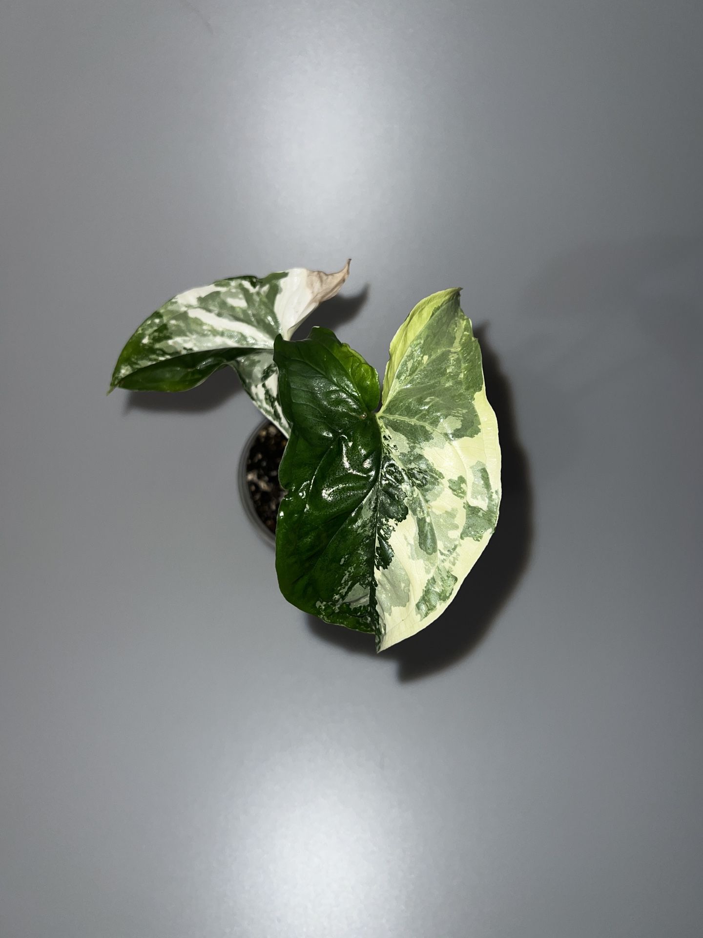 Syngonium Albo Arrowhead Plant