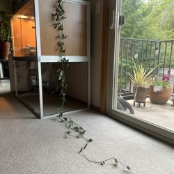 Silver Pothos Plant in Terracotta Pot – $65 OBO