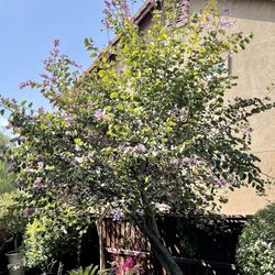 Chinese Orchid Trees 