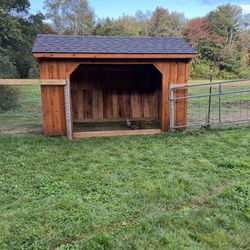 Shed run in 
