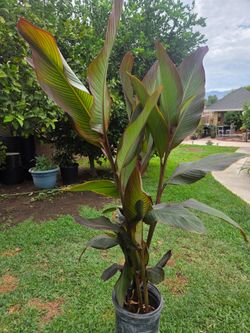 Cannaly Lilly Plant
