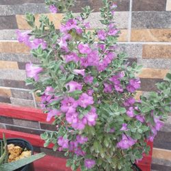 Cenizo Planta De 1gallon 1ft Tall ....