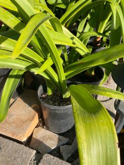 Amaryllis plant