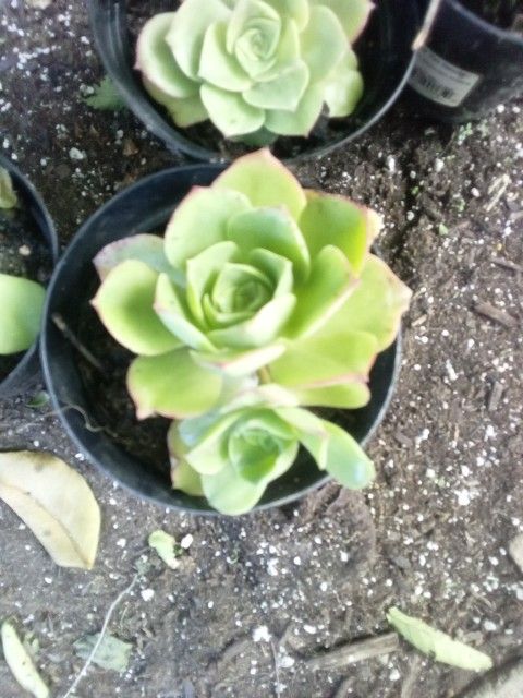Succulent 