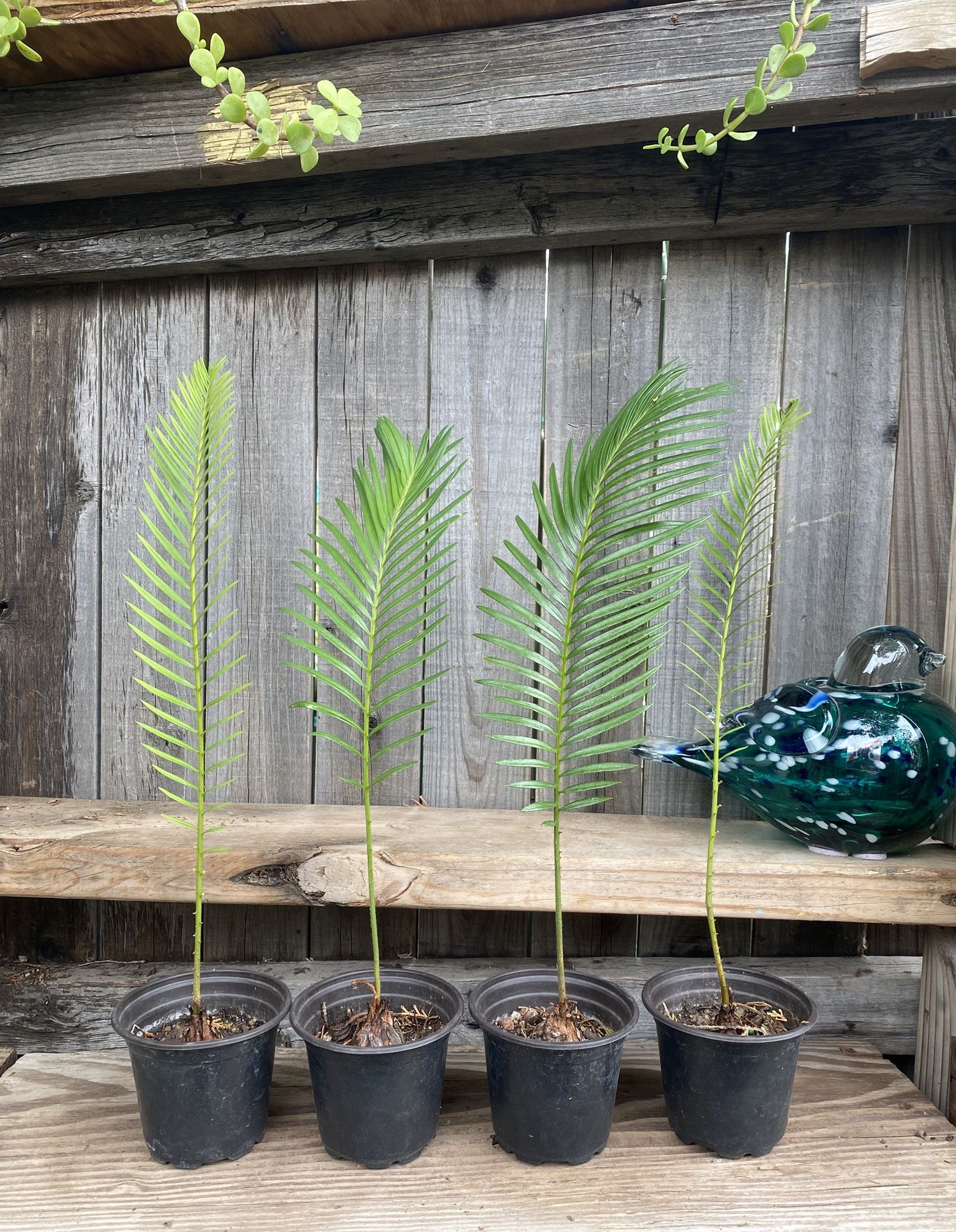 Baby Sago Palms Plants
