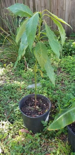 Avocado Tree 5$