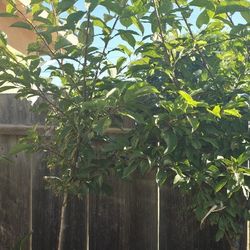 Mexican Sweet Plum Tree