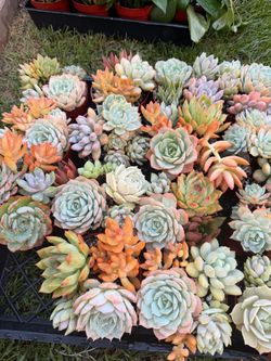 4” Mixed Succulent Plants