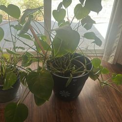 Monstera Plant 