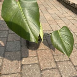 Monstera deliciosa plant 