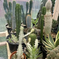 Plants And Cactus 🌵 Different Prices 5$ To 100$ Each One 
