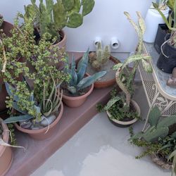 600 Potted Cactus Plants In Different Variations Small Large Medium.