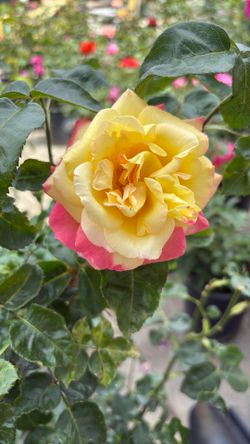 Rosales Rose Bush Plants Flowers Plantas Flores