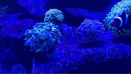 Branching Hammer Coral