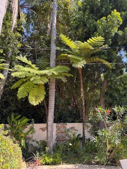 Tree Ferns — Mature Specimens / Large Sizes