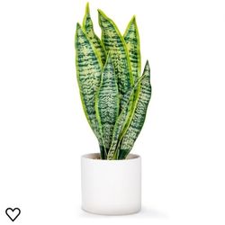 Arsenko Artificial Snake Plant
