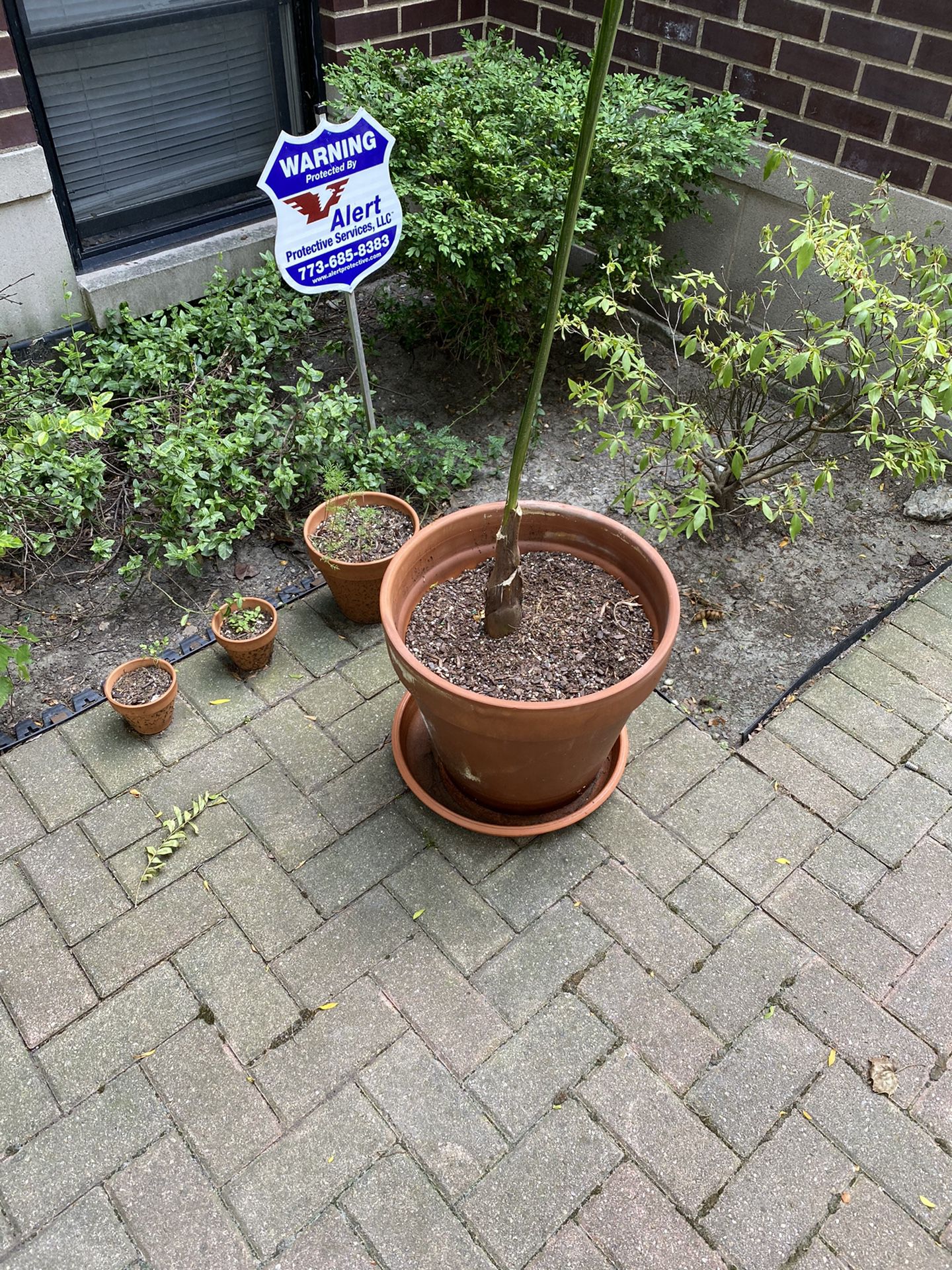Indoor/Outdoor Terracotta Pots