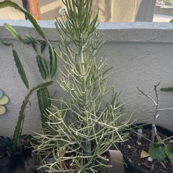 PENCIL CACTUS/EUPHORBIA TIRUCALLI SUCCULENT