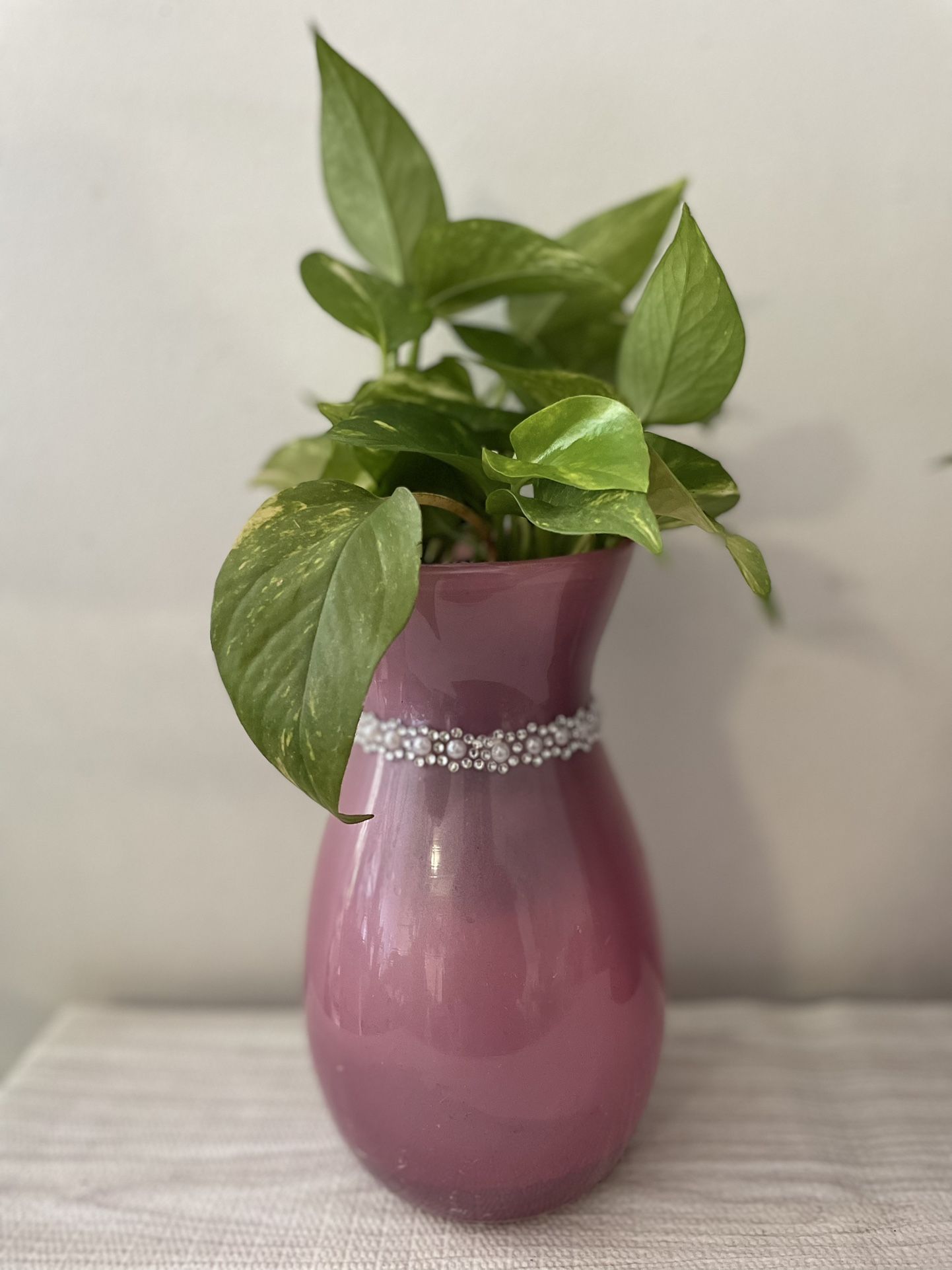 Pothos Plant with Vase