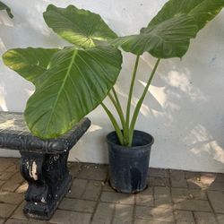 Hoja De Elefante Planta Natural