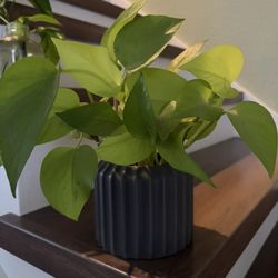 Pothos Potted Plant