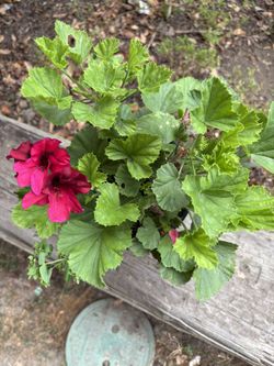 Geranio Color Rosa Con Color  gindo 