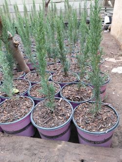 Italian Cypress (2GL)1FT 