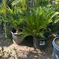 Beautiful Sago Palms