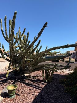 Night Blooming Cereus Cactus