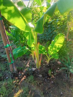 Banana trees
