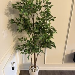 Artificial Ficus Tree With Natural Wood Trunk And Rocks 