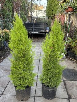 Cupressus Lemon Cypress