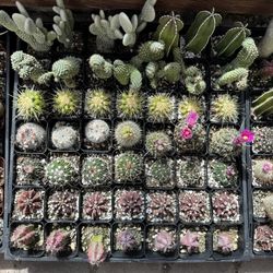 🌵 New Cactus Seedlings Available 🌵 