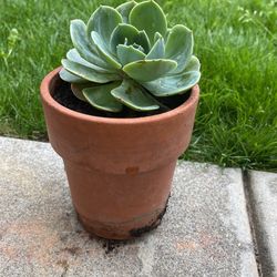 Succulent Plant Good Flowers 