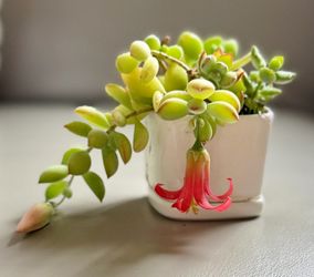 Adorable Tiny Pot of Cotyledon Pendens