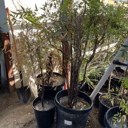 Plants 15 Gallon ( 3 Of Them)