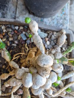 Euphorbia Globosa