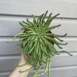 6” medusa