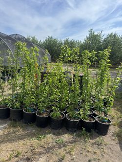 Stella Cherry Trees/ Árboles De Cherries $40 each 