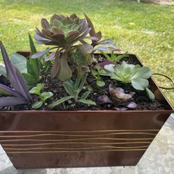 Beautiful Succulent Tin Planter
